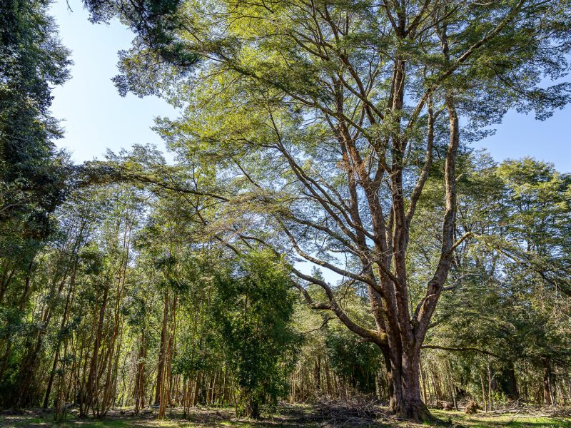 GALLERYBG_0000_ANAKENA1-4