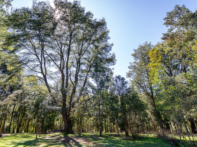 GALLERYBG_0007_ANAKENA1-3